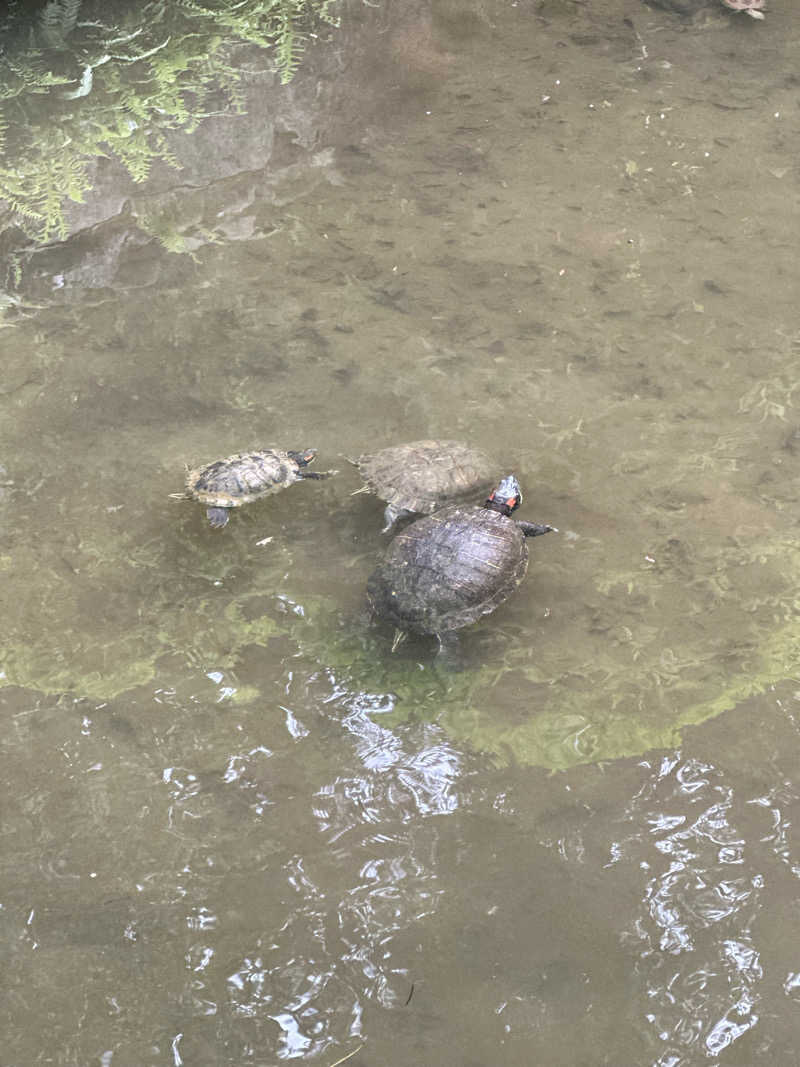 なしごれんさんの朝日湯のサ活写真