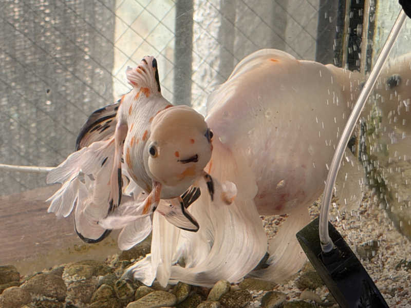 がっちゃんさんの天然温泉リゾート美人の湯 カーニバルヒルズのサ活写真