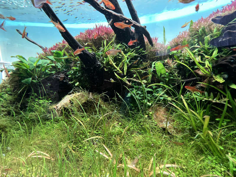 テング0.01 | SSC | ACOKさんのSAUNA煌ｰKOUｰのサ活写真