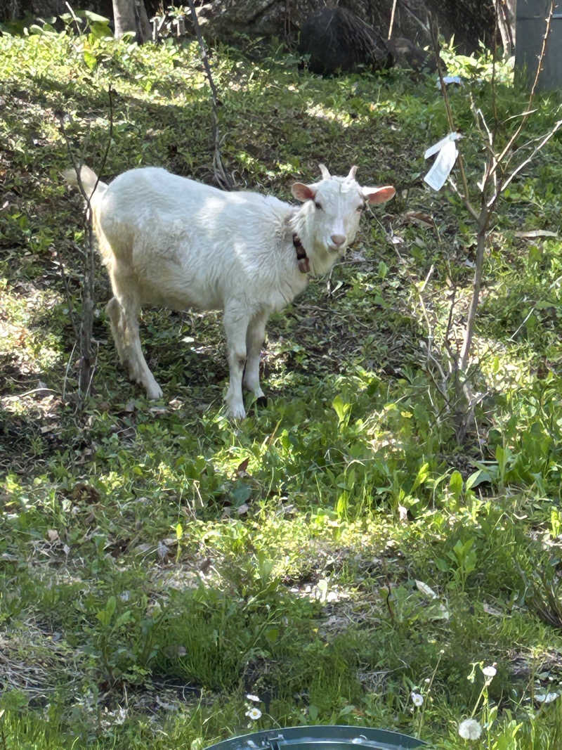 しーさんのさぷらすのサ活写真