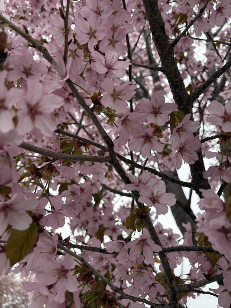 渡部 正人さんの天然温泉やよい乃湯のサ活写真