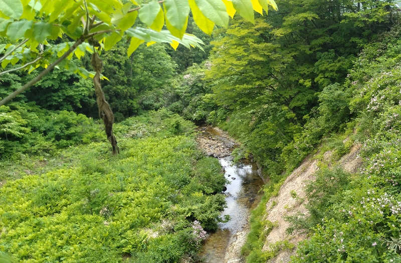 Senさんの高繁旅館のサ活写真