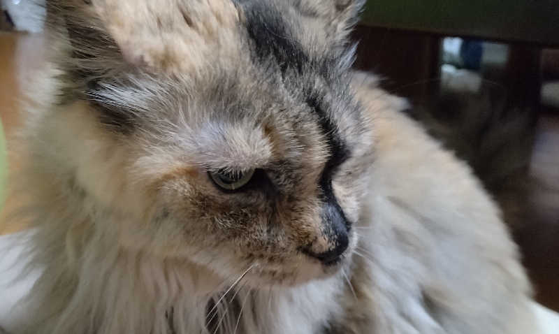 Senさんの五色温泉オートキャンプ場のサ活写真