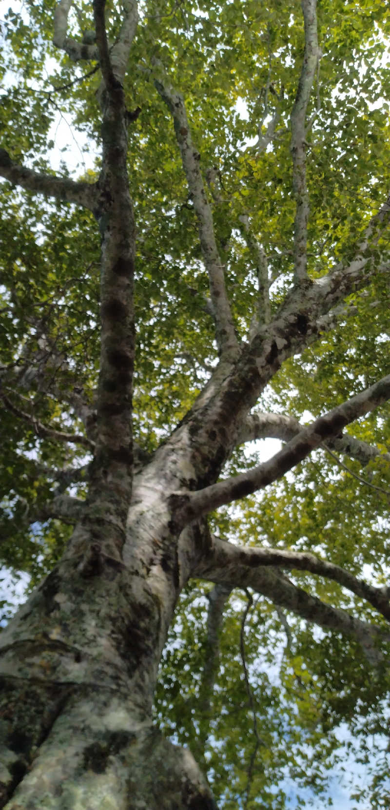 Senさんの五色温泉オートキャンプ場のサ活写真