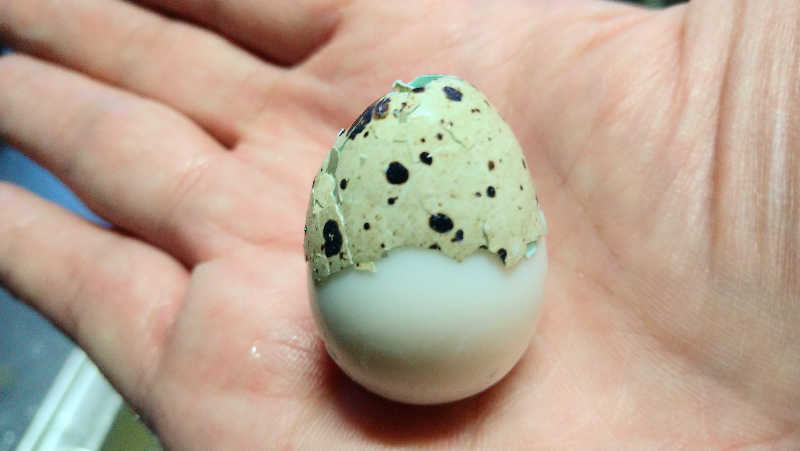 ムラたんさんの綱島源泉 湯けむりの庄のサ活写真