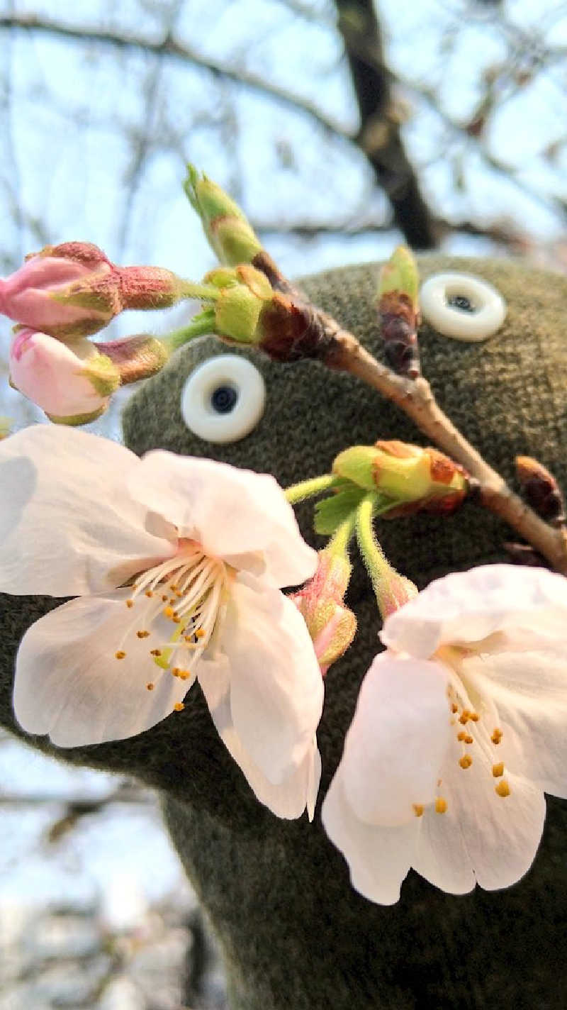 ムラたんさんの綱島源泉 湯けむりの庄のサ活写真