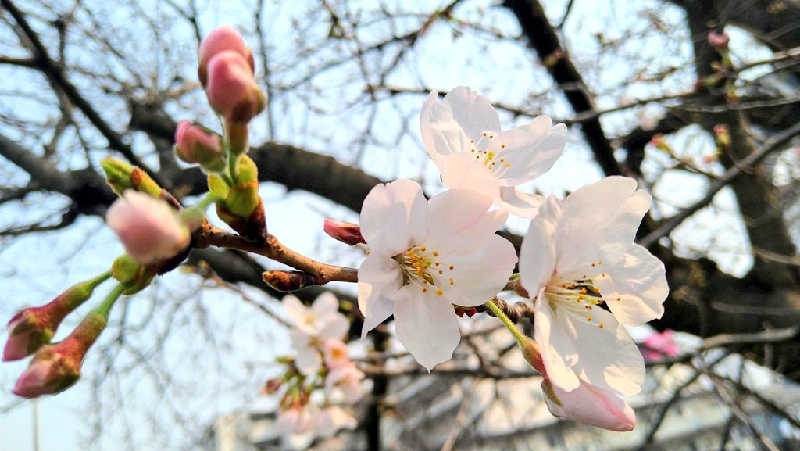 ムラたんさんの綱島源泉 湯けむりの庄のサ活写真