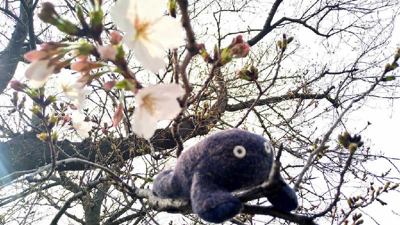 ムラたんさんの綱島源泉 湯けむりの庄のサ活写真