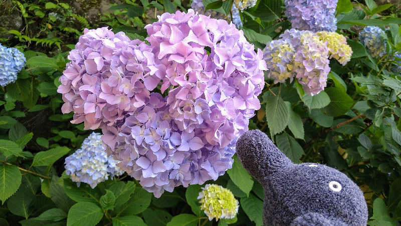 ムラたんさんの縄文天然温泉 志楽の湯のサ活写真