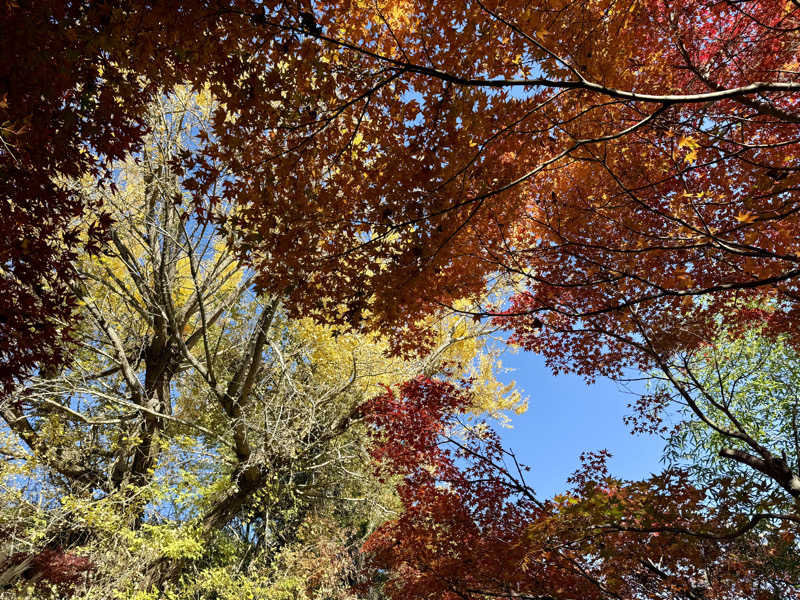 saunaのhaaさんの京王高尾山温泉 極楽湯のサ活写真