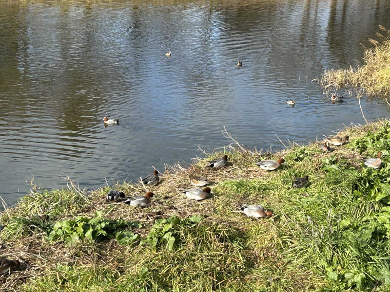 てるちんさんの鴨川湯のサ活写真