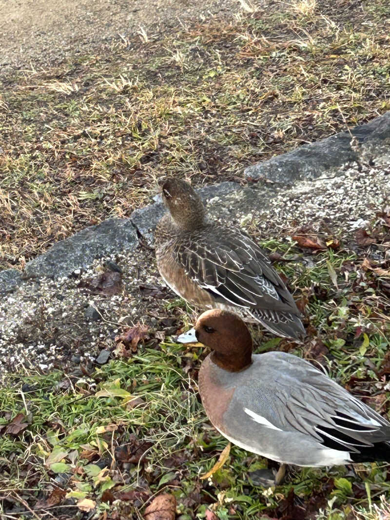 てるちんさんの鴨川湯のサ活写真