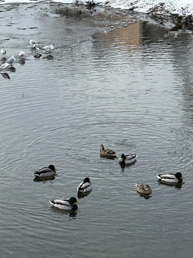 てるちんさんの鴨川湯のサ活写真