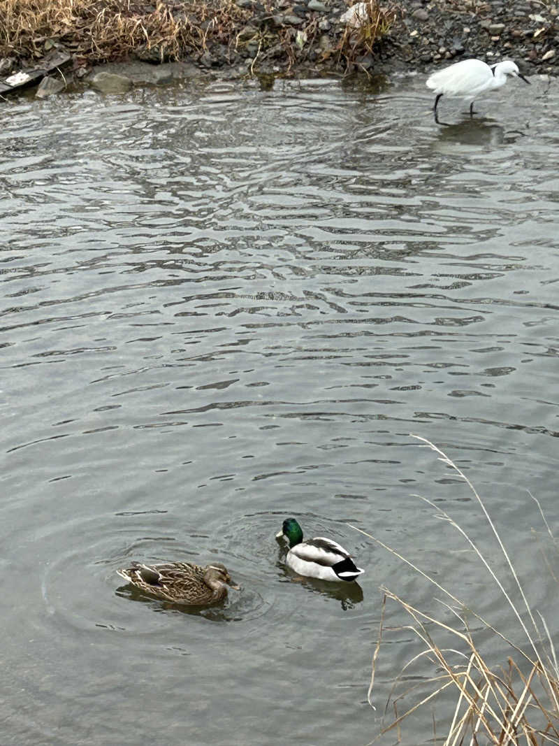 てるちんさんの鴨川湯のサ活写真