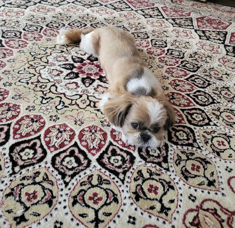 ミチョさんの富士山天然水SPA サウナ鷹の湯のサ活写真