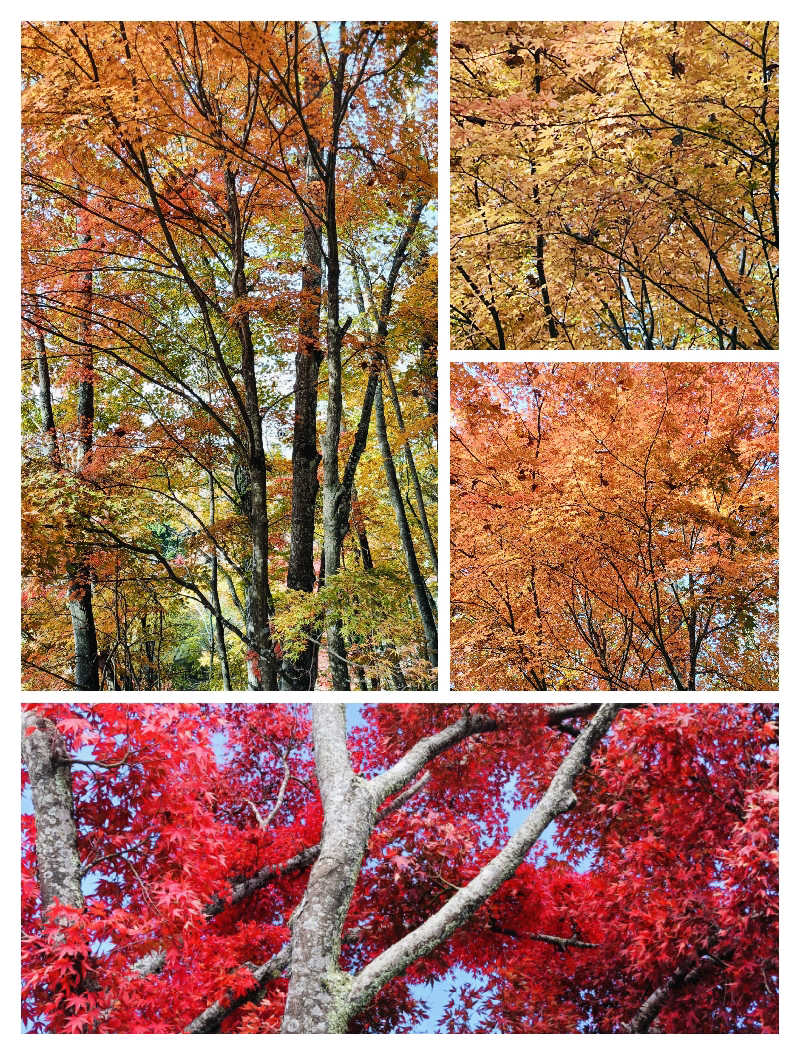 SWHさんのホテルマウント富士のサ活写真