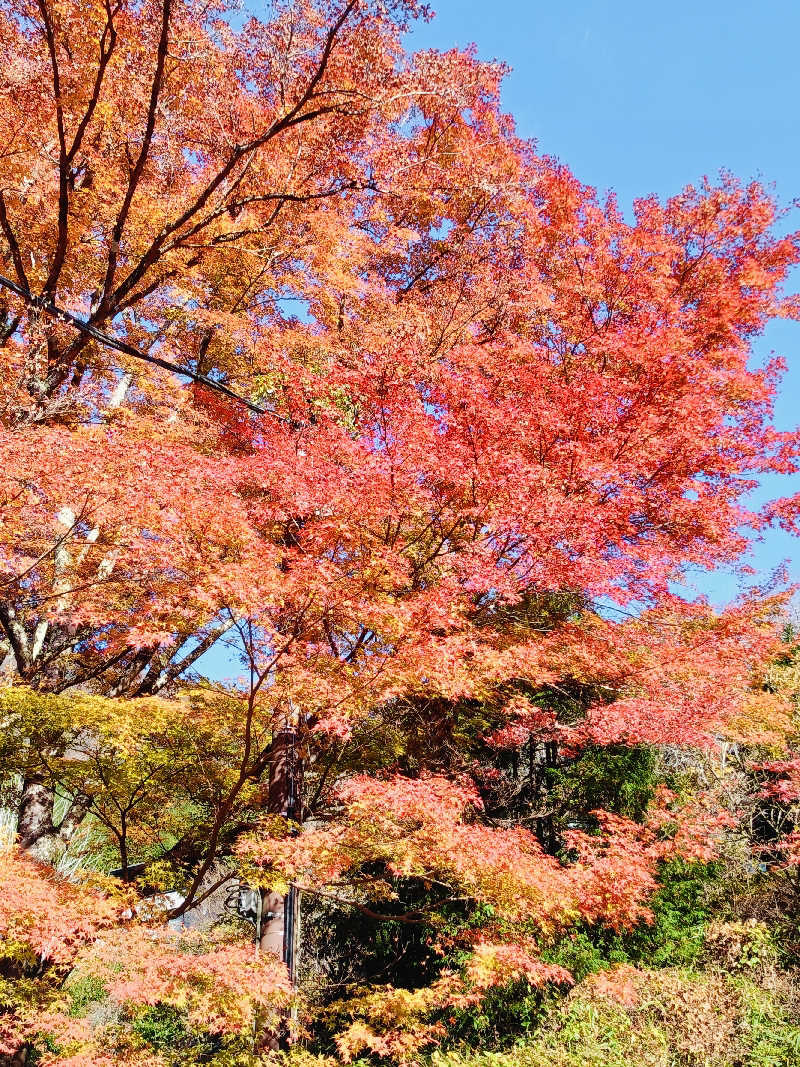 SWHさんのスパリゾート オアシス御殿場のサ活写真