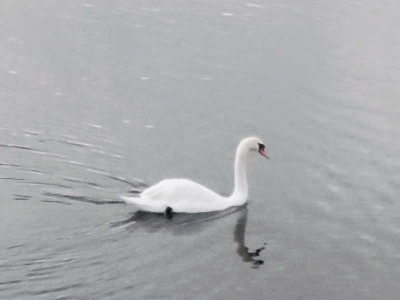 SWHさんのホテルマウント富士のサ活写真