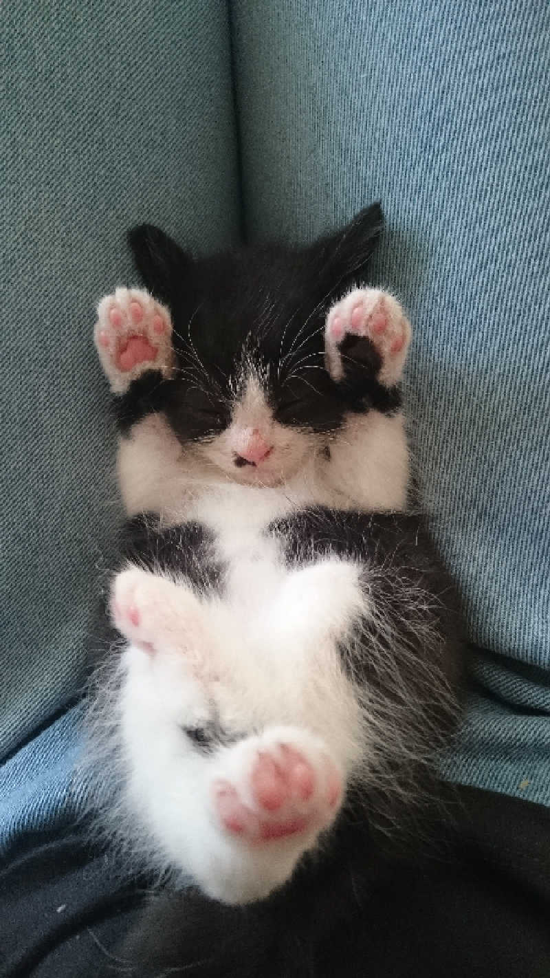 カモミール🦆さんのSAUNA Otaru archのサ活写真