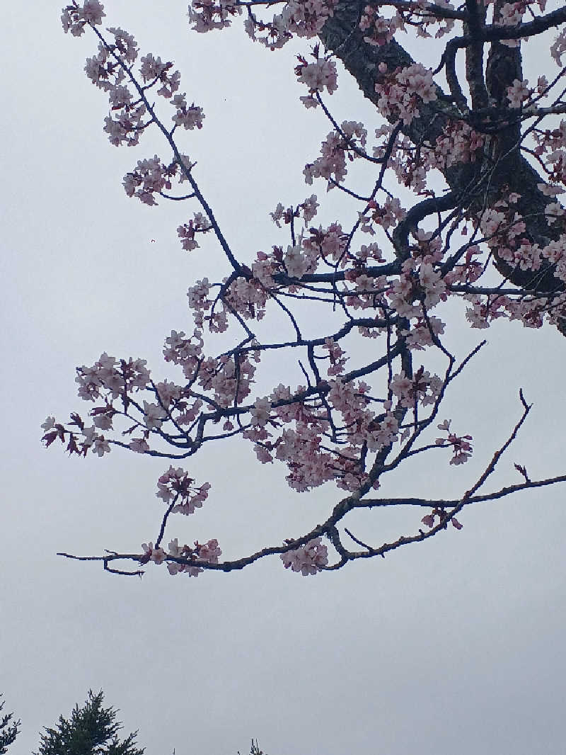カモミール🦆さんのみついし昆布温泉 蔵三のサ活写真