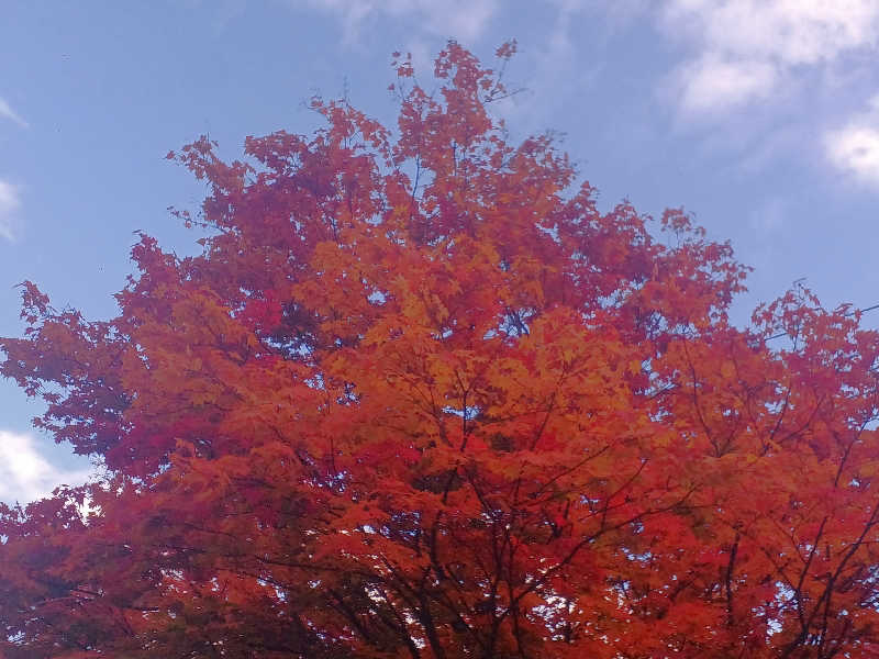 カモミール🦆さんの旅籠屋 定山渓商店のサ活写真