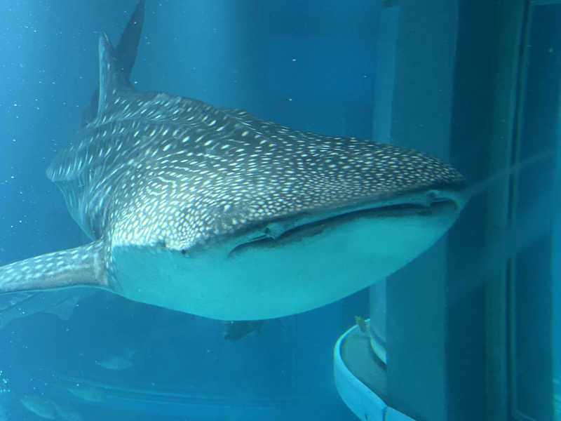 30さんの大阪サウナDESSEのサ活写真