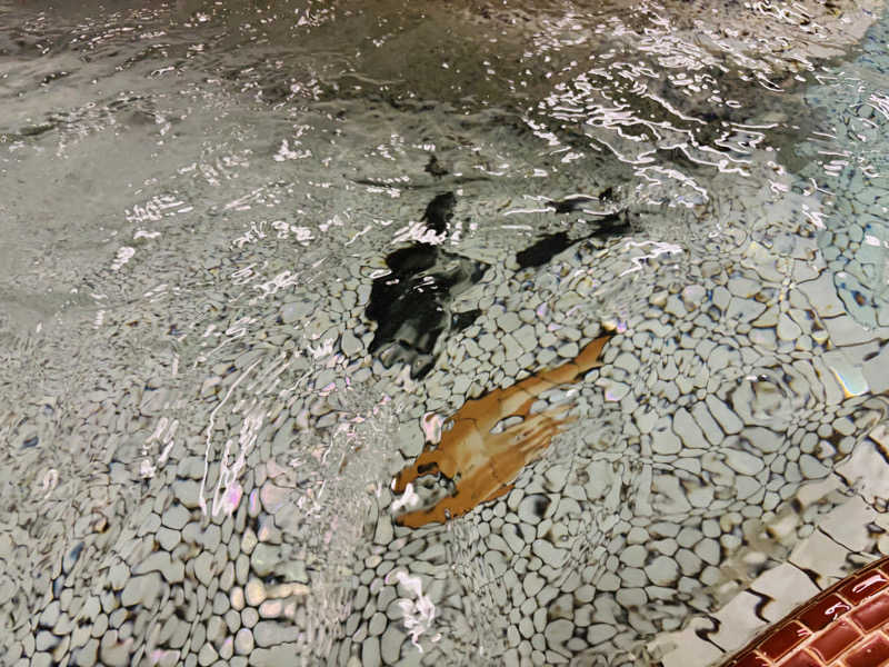 藤井　凪さんの鯉池湯のサ活写真