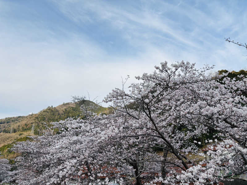 藤井　凪さんの石見ワイナリーホテル美郷のサ活写真