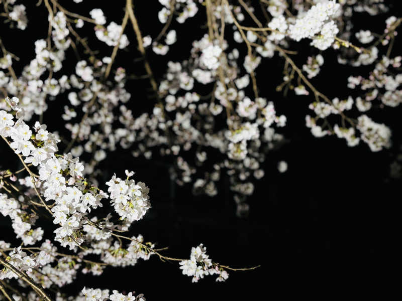 藤井　凪さんの石見ワイナリーホテル美郷のサ活写真