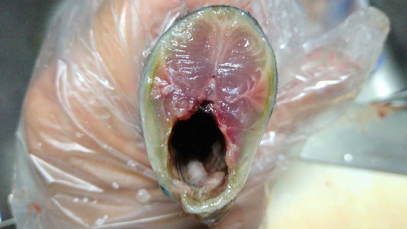 ムラたんさんの綱島源泉 湯けむりの庄のサ活写真