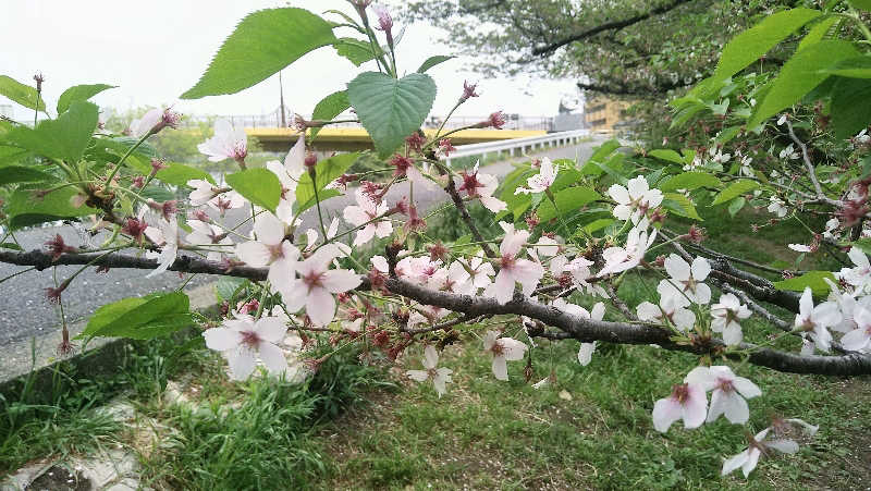 ムラたんさんの綱島源泉 湯けむりの庄のサ活写真
