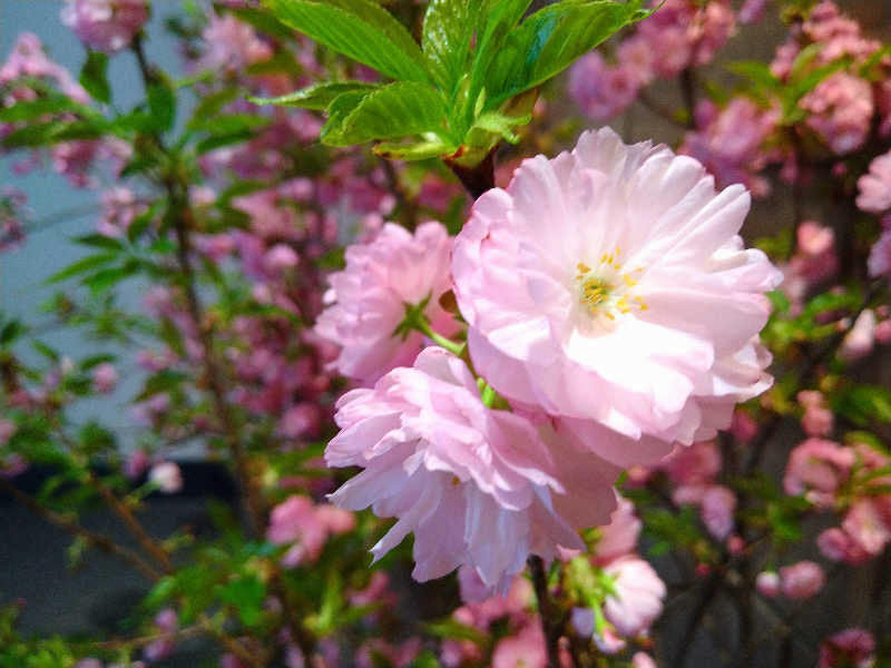 ムラたんさんの綱島源泉 湯けむりの庄のサ活写真