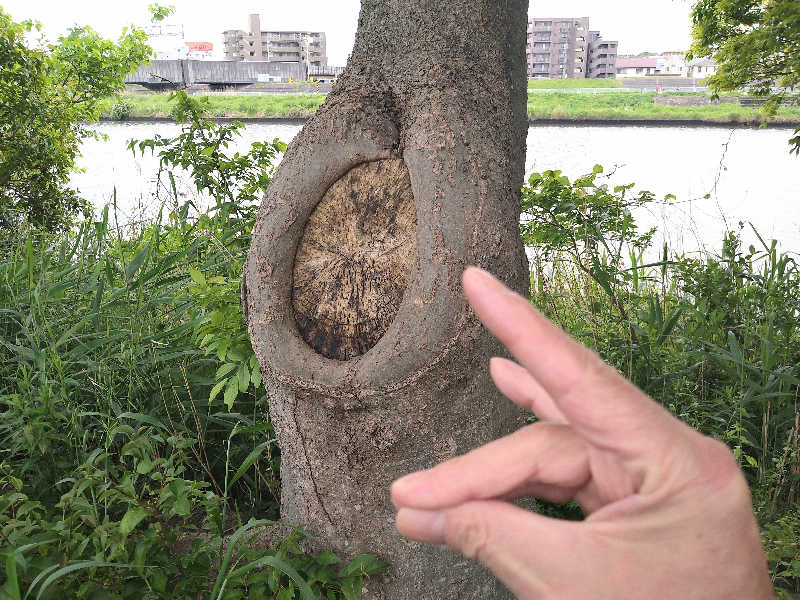 ムラたんさんの綱島源泉 湯けむりの庄のサ活写真