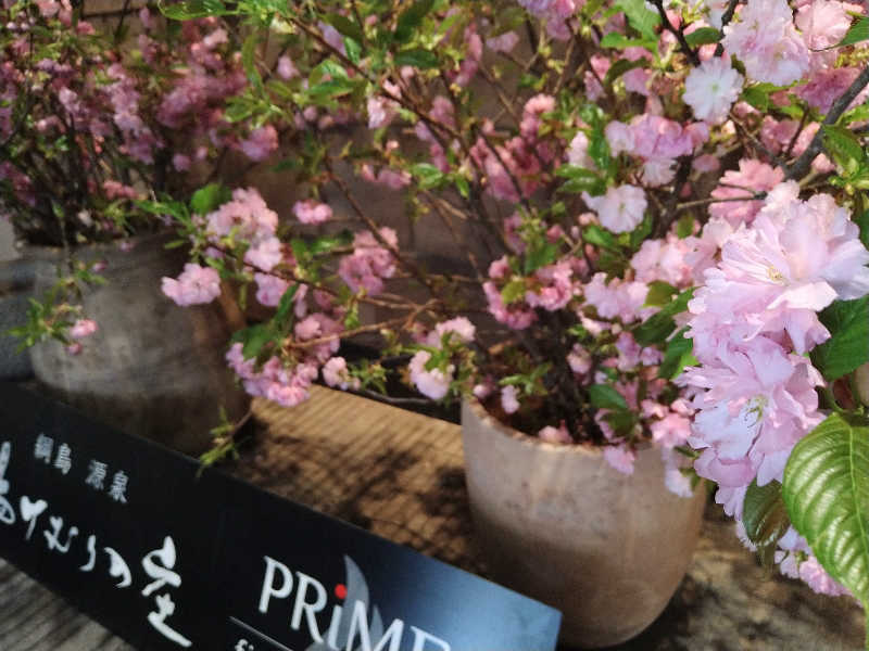 ムラたんさんの綱島源泉 湯けむりの庄のサ活写真