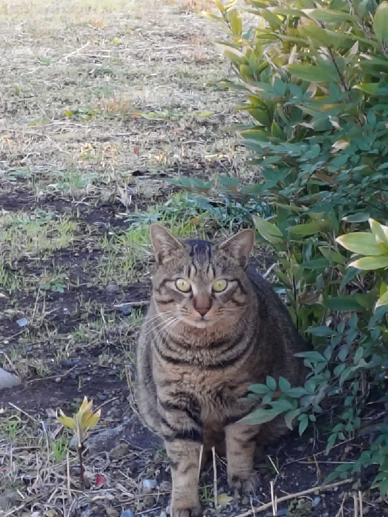ゲロ福さんのエクシブ伊豆のサ活写真