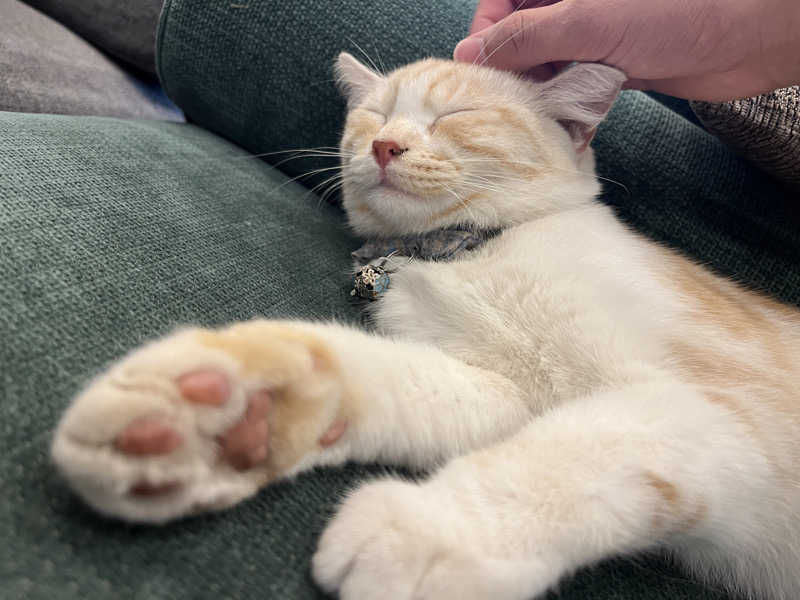 なちゃさんの行田・湯本天然温泉 茂美の湯のサ活写真