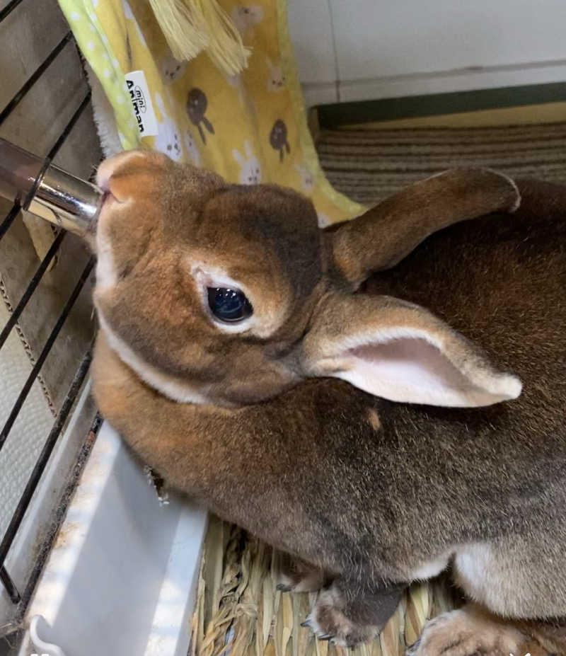 りえさんの深大寺天然温泉 湯守の里のサ活写真