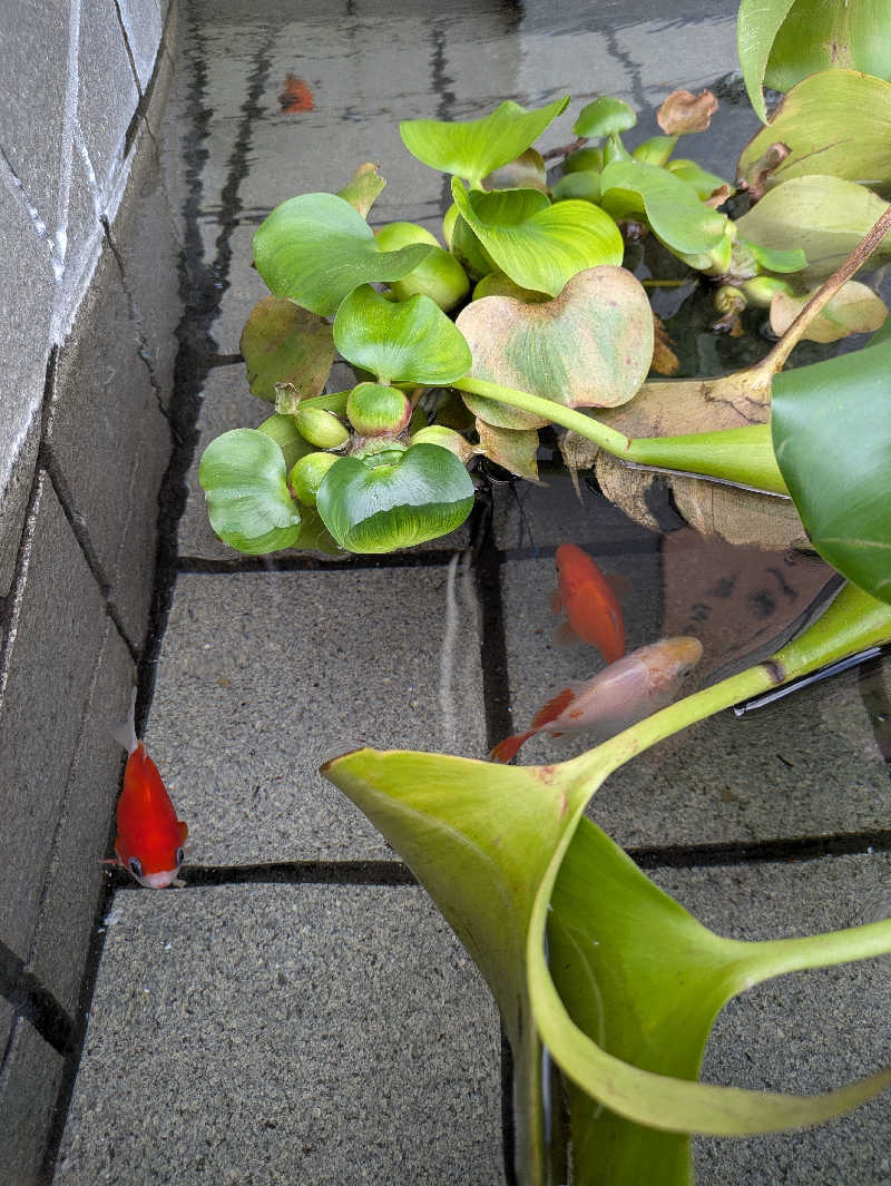 イイひさんのぽかぽか温泉 新守山乃湯のサ活写真