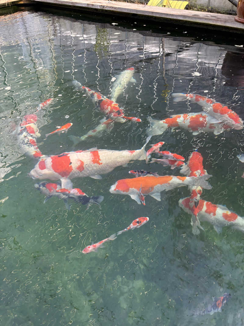 青レンシャイさんのひまわり温泉ゆ・ら・らのサ活写真