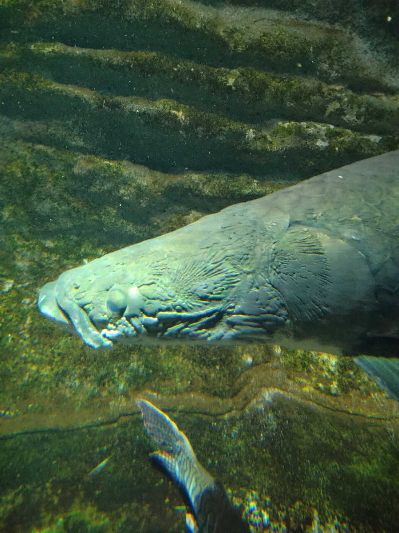 乱丸さんのカプセル&サウナ 川崎ビッグのサ活写真