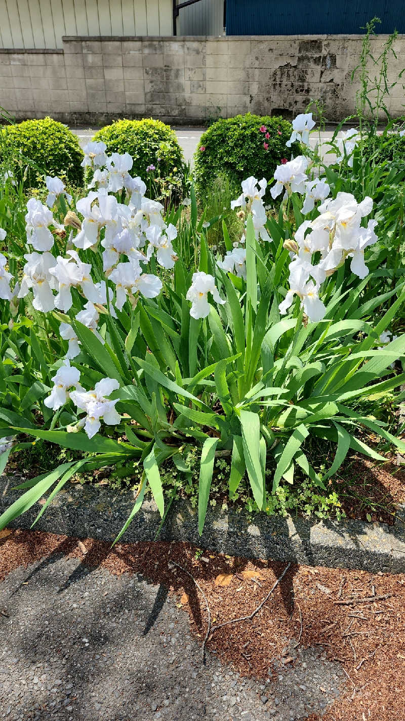 あいさんの群馬温泉 やすらぎの湯のサ活写真