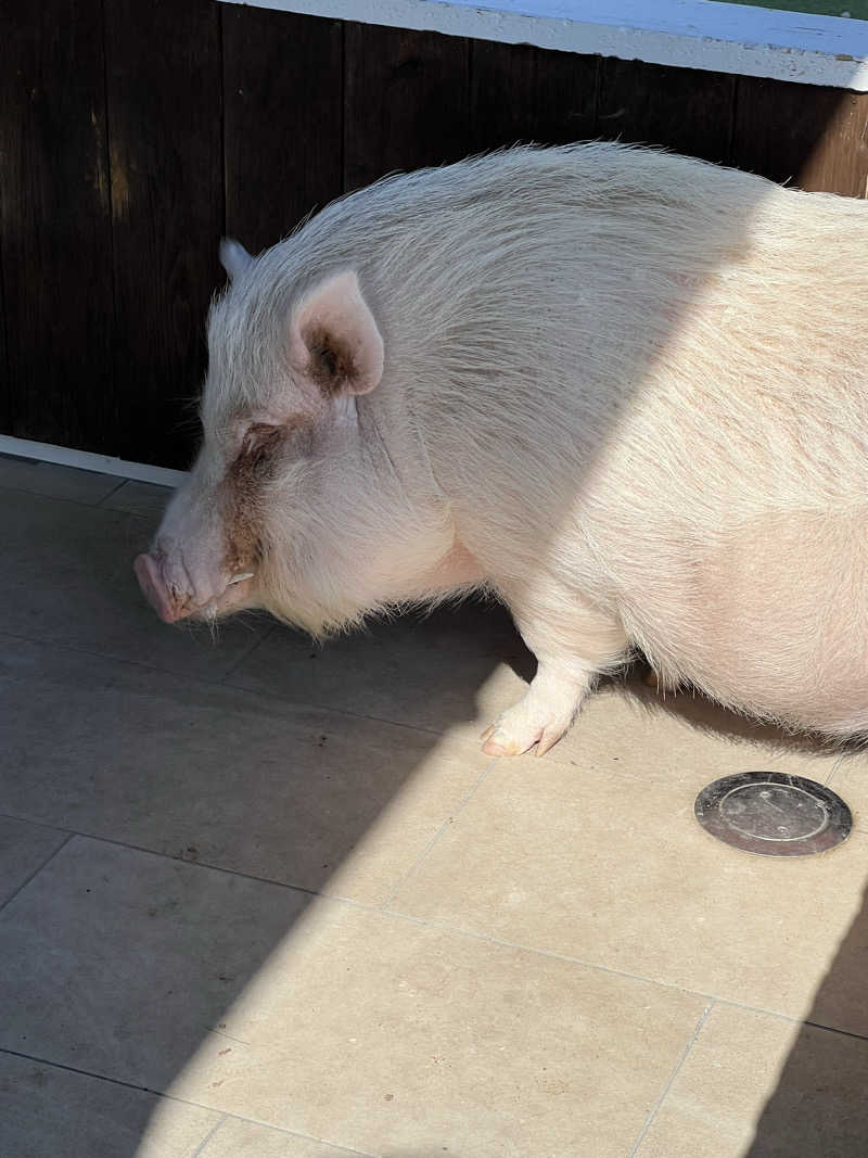 ケンイチさんのまるた屋温泉 西方の湯のサ活写真