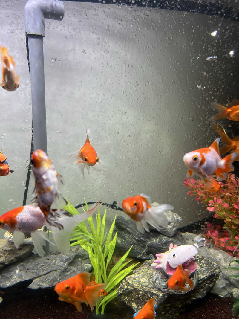 ケンイチさんのまるた屋温泉 西方の湯のサ活写真