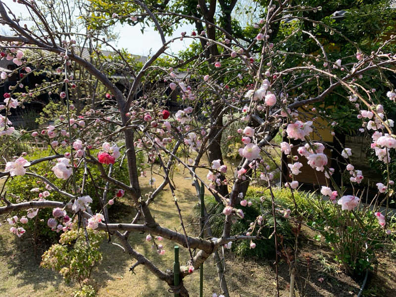 🍀パル🍀さんの杉戸天然温泉 雅楽の湯のサ活写真