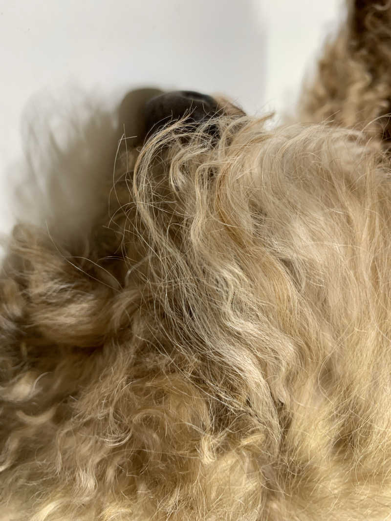 🍀パル🍀さんのクアパレスのサ活写真