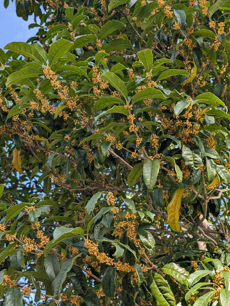 さっちゃんさんの黄金湯のサ活写真