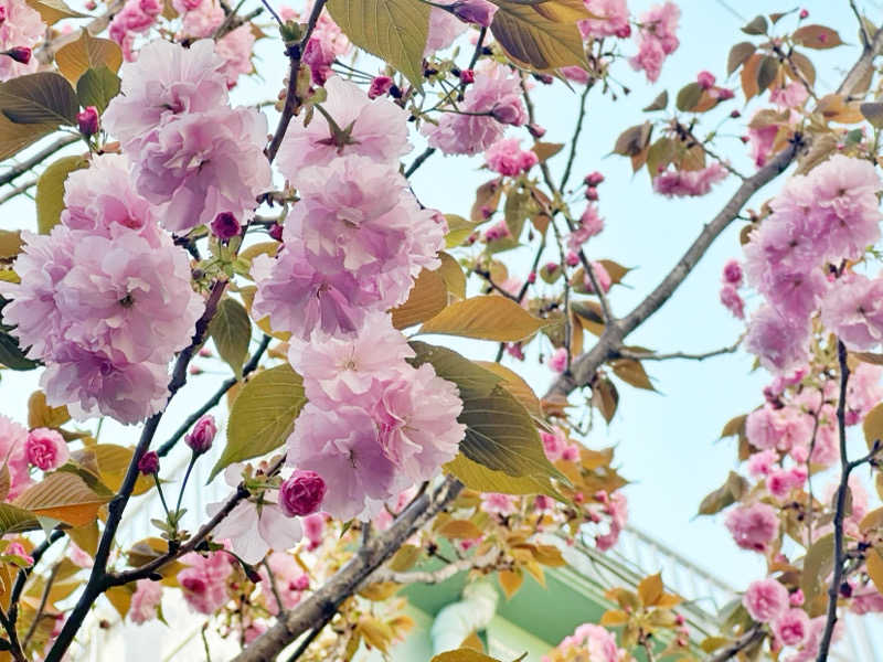 Seiさんさんの桜館のサ活写真