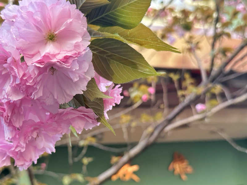 Seiさんさんの桜館のサ活写真