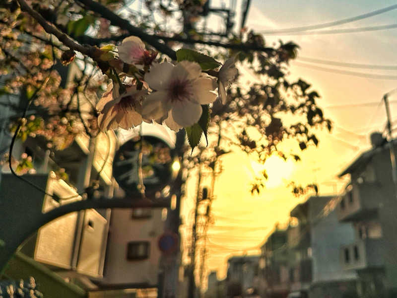 Seiさんさんの桜館のサ活写真