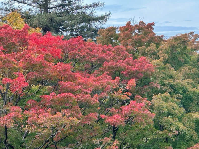 Seiさんさんのよみうりランド眺望温泉 花景の湯のサ活写真